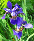 Iris - Vilkdalgis - Iris sibirica